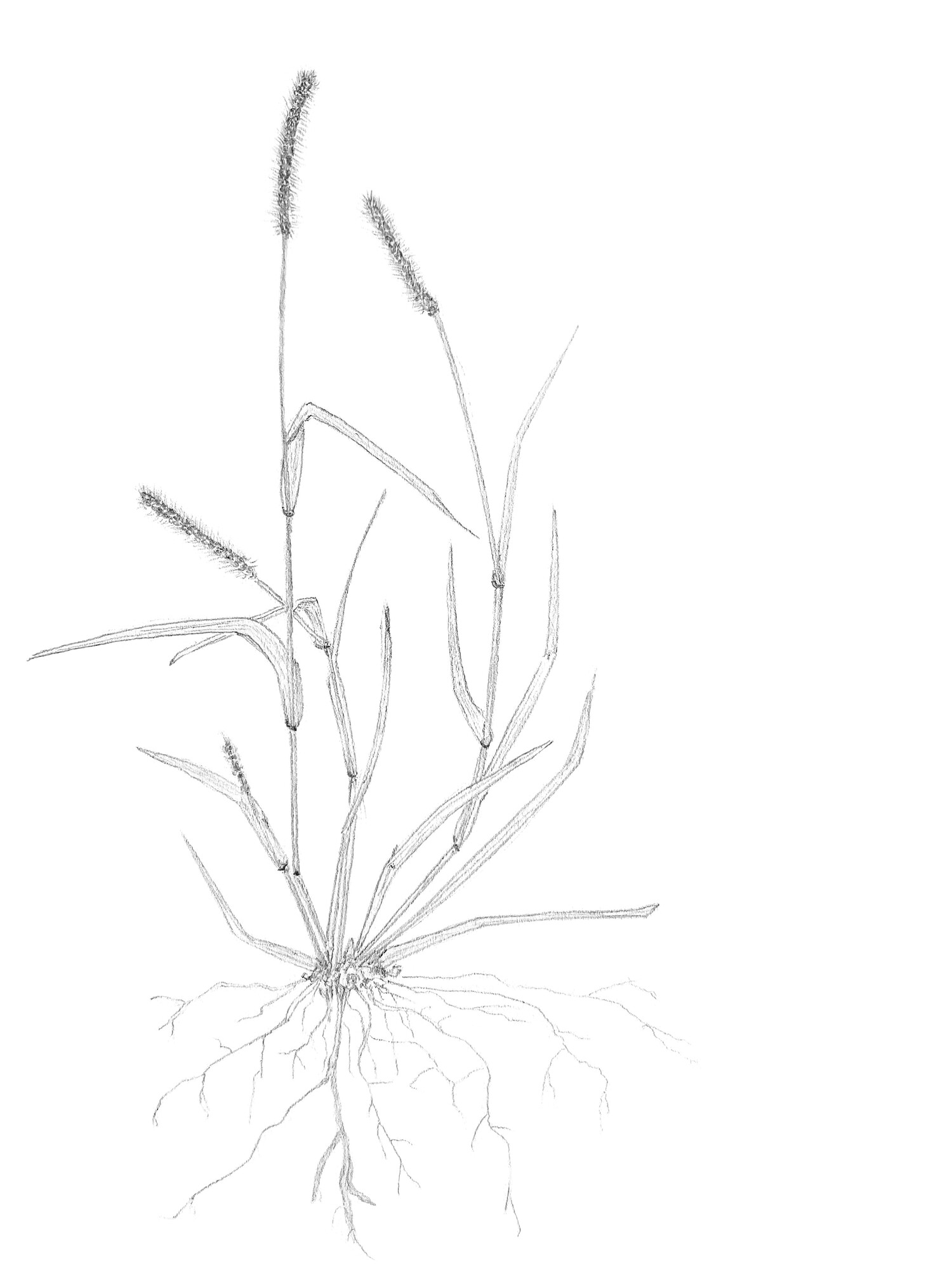 11--Foxtail-Grass-2.jpg