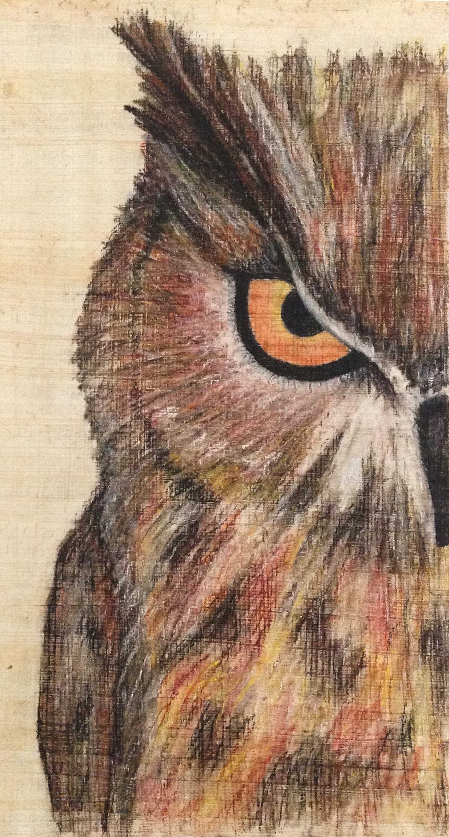 Portrait-of-an-Owl.jpg