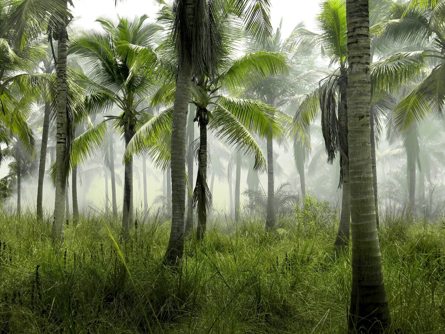 Are We Palm Oil Trees?