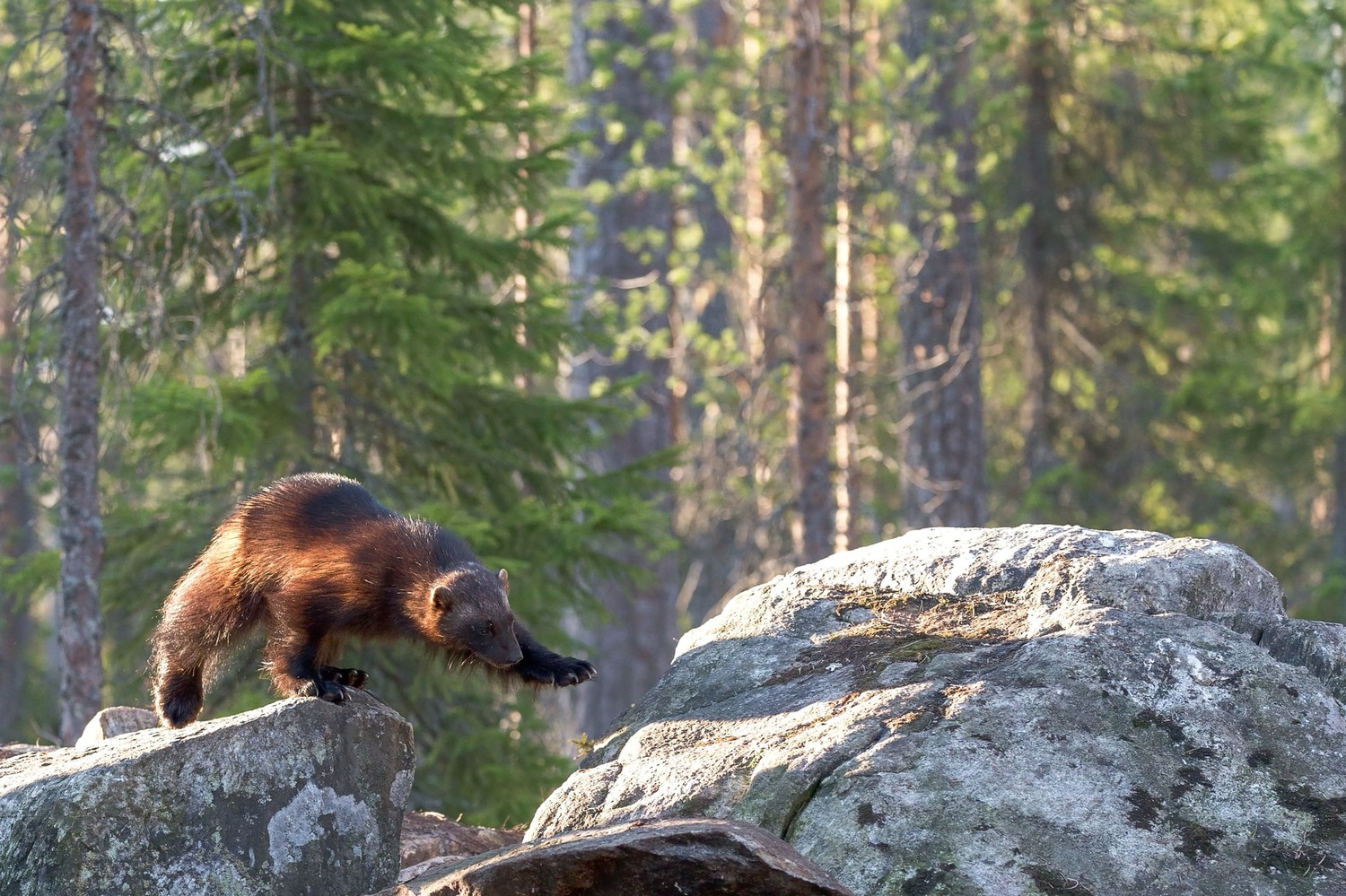 A Wolverine Flew into my Chest and Saved my Life and Faith