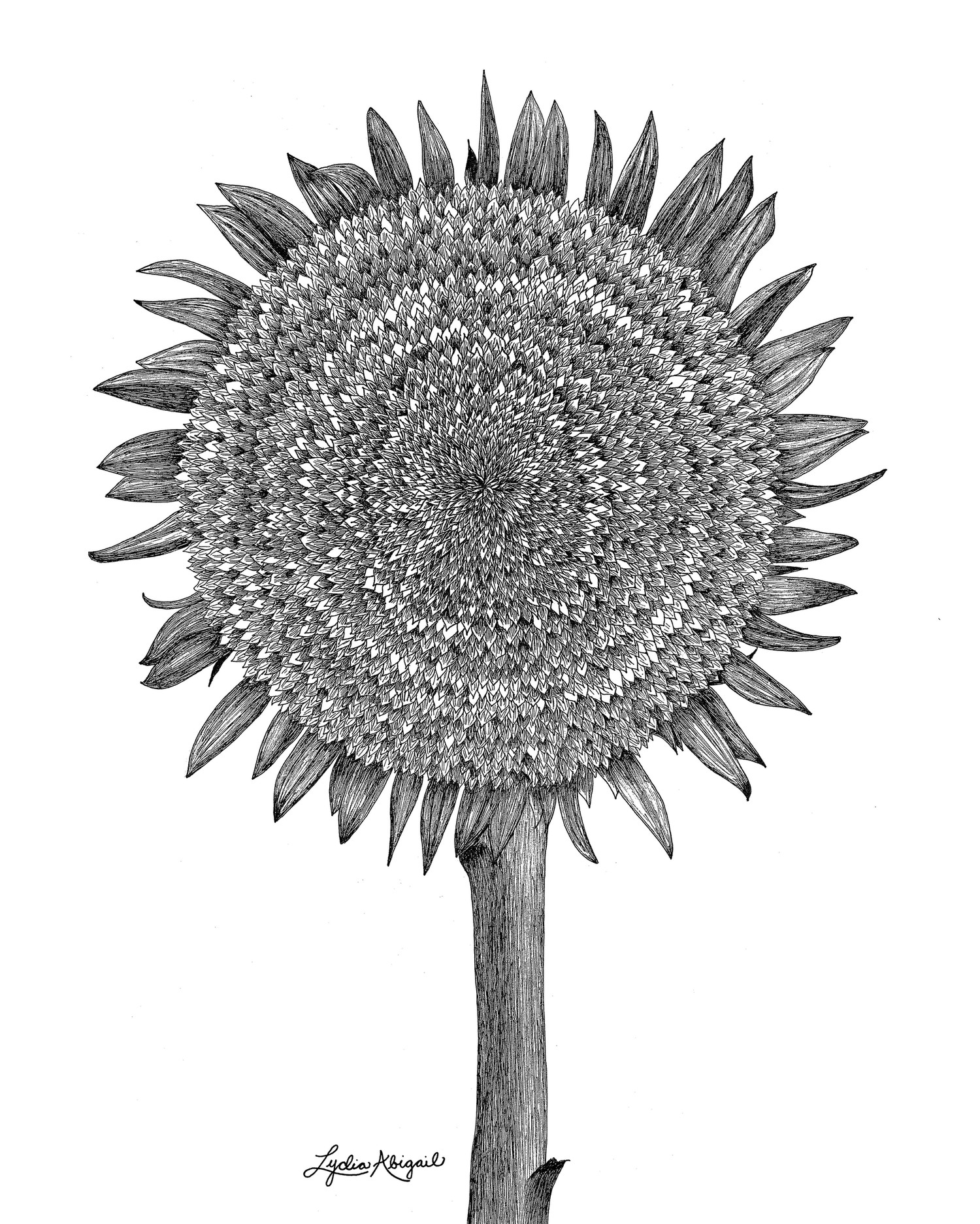 sunflower-8x10-min.jpg