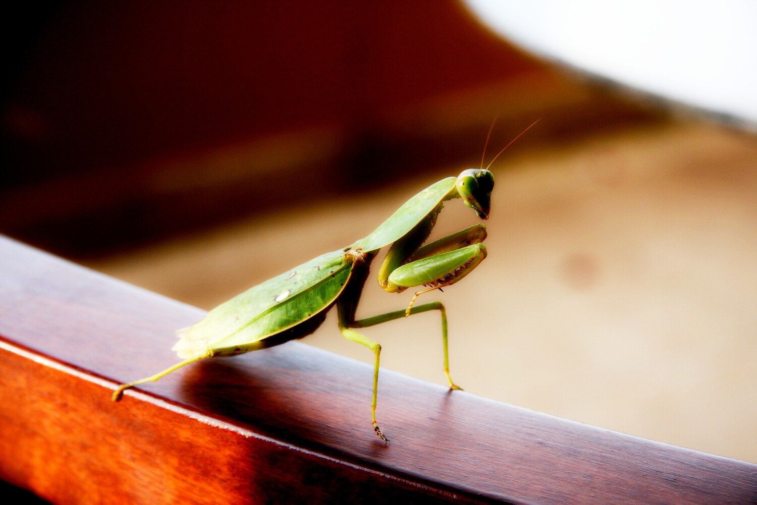 Pray, Mantis